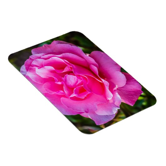 Delikate rosa Rosa Rose. Magnet (Rechte Seite)