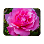 Delikate rosa Rosa Rose. Magnet (Horizontal)