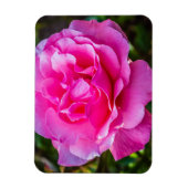 Delikate rosa Rosa Rose. Magnet (Vertikal)