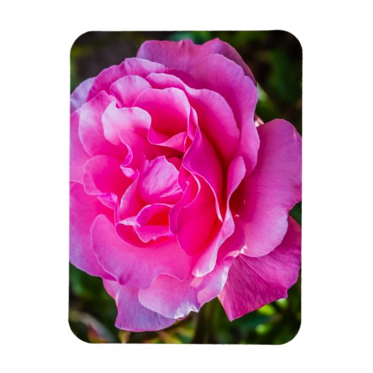 Delikate rosa Rosa Rose. Magnet (Vertikal)