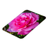 Delikate rosa Rosa Rose. Magnet (Linke Seite)