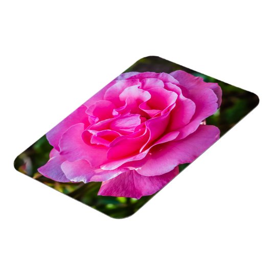 Delikate rosa Rosa Rose. Magnet (Linke Seite)