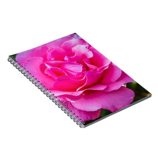 Delikate rosa Rosa Rose. Notizblock (Rechte Seite)