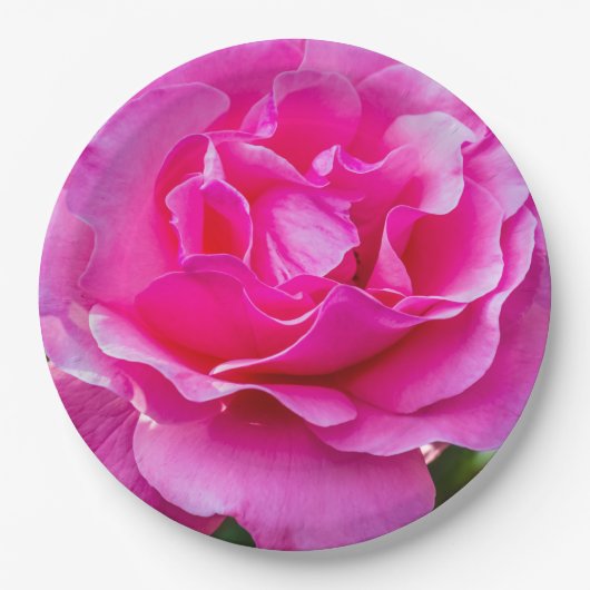 Delikate rosa Rosa Rose. Pappteller (Vorderseite)