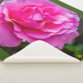 Delikate rosa Rosa Rose. Sherpadecke (3/4)