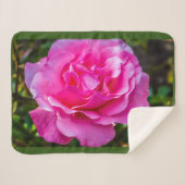 Delikate rosa Rosa Rose. Sherpadecke (Vorderseite (Horizontal))