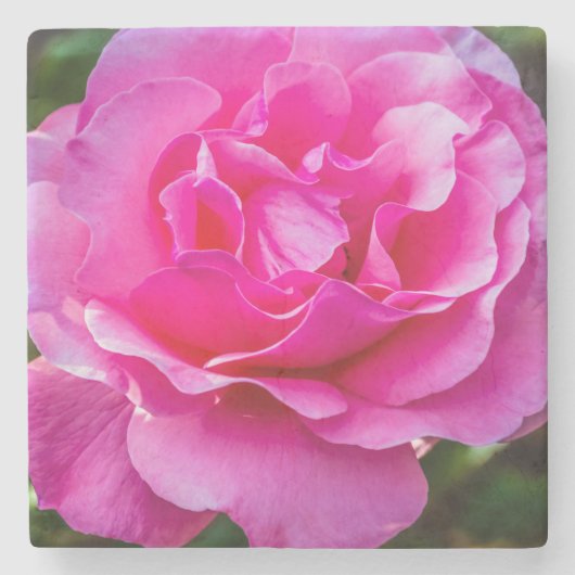 Delikate rosa Rosa Rose. Steinuntersetzer (Vorderseite)