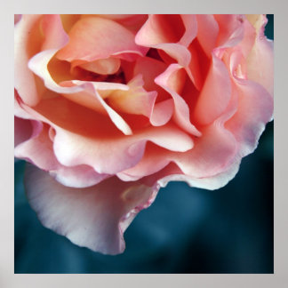 Delikate rosa Rosenblättern Makro Abstrakt Poster