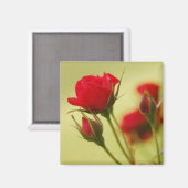 Delikate Rote Rose Magnet (Vorderseite/Rückseite)