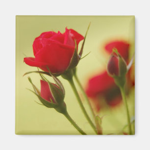 Delikate Rote Rose Magnet