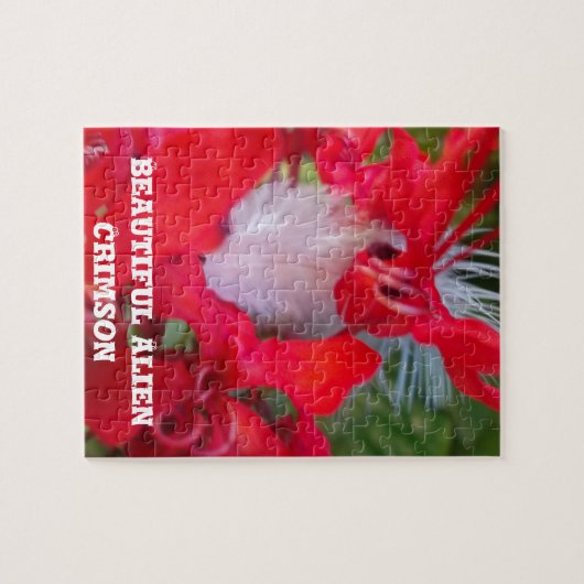 Delikate Schönheit: Rote Blume mit weißem Federn Puzzle (Horizontal)