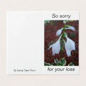 Delikate, weiße Sun Hosta Blume auf einem Beileid (Außenseite Aufgefaltet)