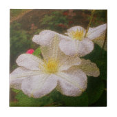 Delikate White Clematis Blume Fliese (Vorderseite)