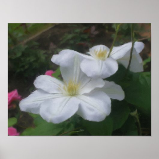 Delikate White Clematis Blume Foto Malerei Poster (Vorne)