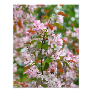 Delikater Apfelbaum mit Blume Fotodruck