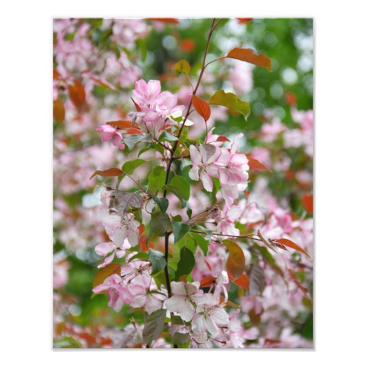 Delikater Apfelbaum mit Blume Fotodruck (Vorne)