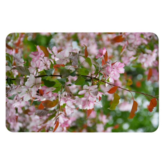 Delikater Apfelbaum mit Blume Magnet (Horizontal)