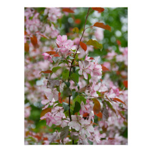 Delikater Apfelbaum mit Blume Poster