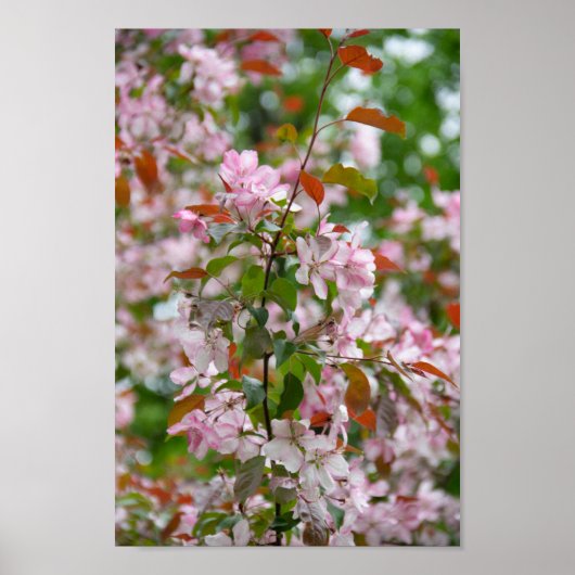 Delikater Apfelbaum mit Blume Poster (Vorne)