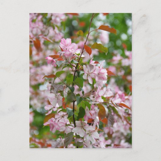 Delikater Apfelbaum mit Blume Postkarte (Vorderseite)