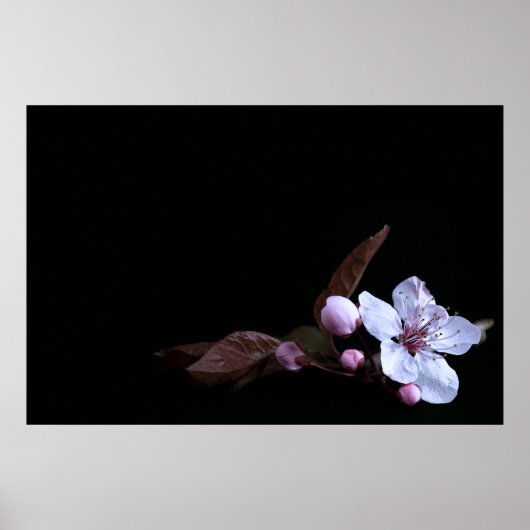 Delikates Blume Poster (Vorne)