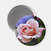 Delikatesse Rose Magnet (Vorderseite/Rückseite)