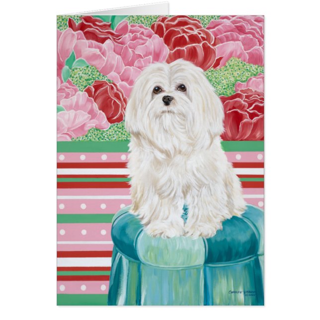 Della Rose Maltese (Vorne)