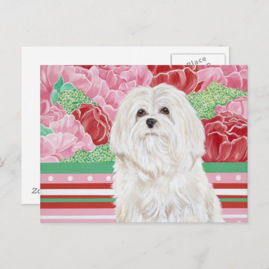 Della Rose Maltese Postkarte (Vorne/Hinten)