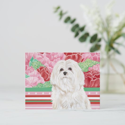 Della Rose Maltese Postkarte (Stehend Vorderseite)