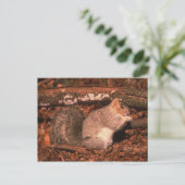 Delmarva Penninsula Fox Squirrel Postkarte (Stehend Vorderseite)