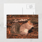 Delmarva Penninsula Fox Squirrel Postkarte (Vorne/Hinten)
