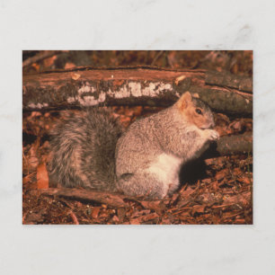 Delmarva Penninsula Fox Squirrel Postkarte