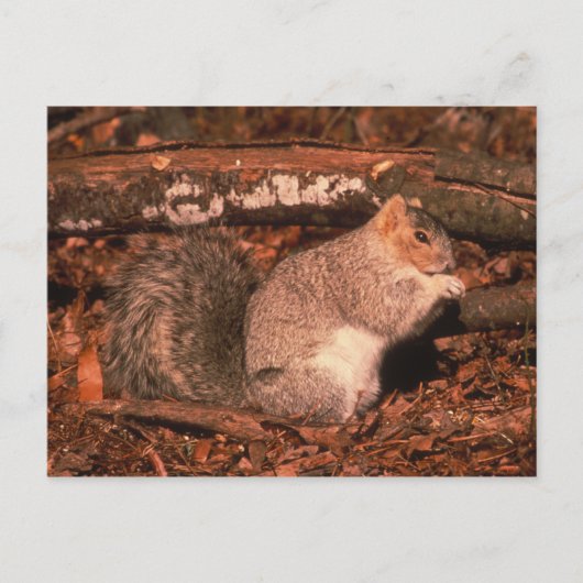 Delmarva Penninsula Fox Squirrel Postkarte (Vorderseite)