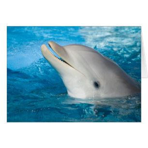 Delphin