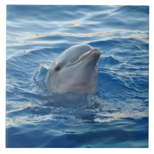 Delphin20151021 Fliese