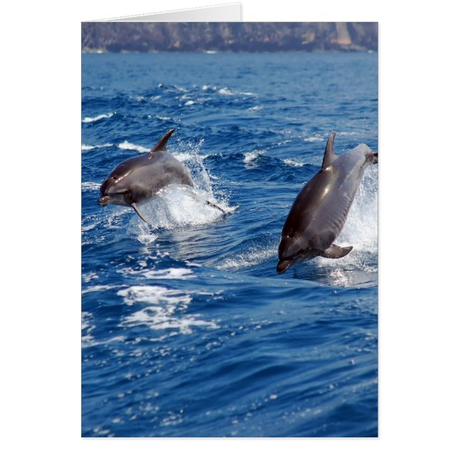 Delphin-Abenteuer (Vorne)