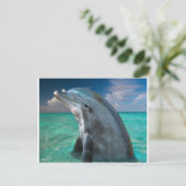 Delphin auf den Bahamas Postkarte (Stehend Vorderseite)