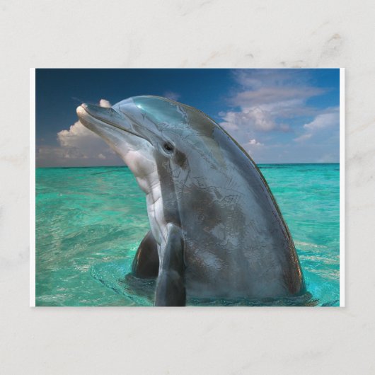 Delphin auf den Bahamas Postkarte (Vorderseite)