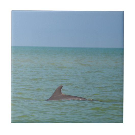Delphin auf Sanibel Fliese (Vorderseite)