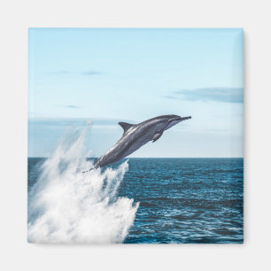Delphin, die aus dem Ozean springen Magnet