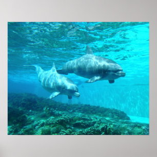 Delphin-Duo Poster