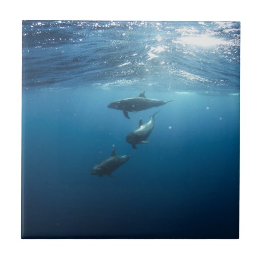 Delphin-Familie Fliese (Vorderseite)