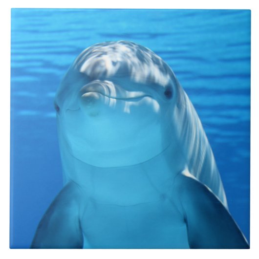 Delphin Fliese (Vorderseite)