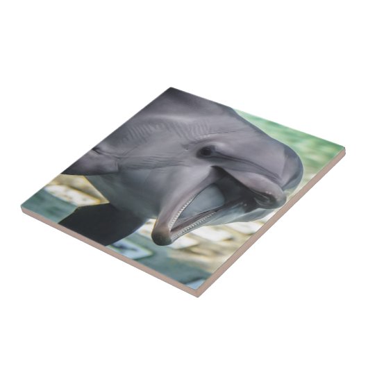 Delphin Getty Bild-| Fliese (Seite)