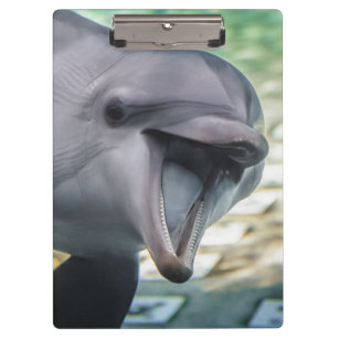 Delphin Getty Bild-  Klemmbrett