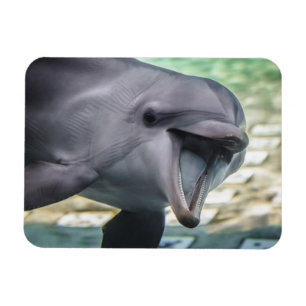 Delphin Getty Bild-  Magnet