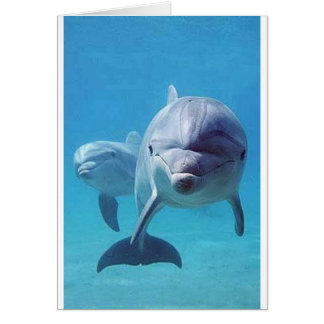 Delphin II