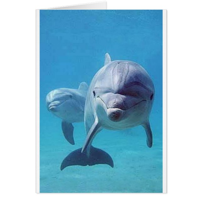 Delphin II (Vorne)