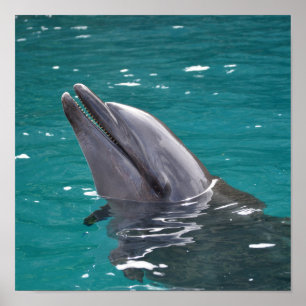 Delphin in Grün Poster