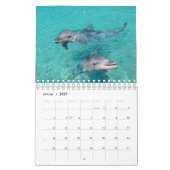 Delphin Kalender (Jan 2027)